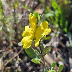 Hibbertia obtusifolia (Grey Guinea-flower) at Hawker, ACT by sangio7