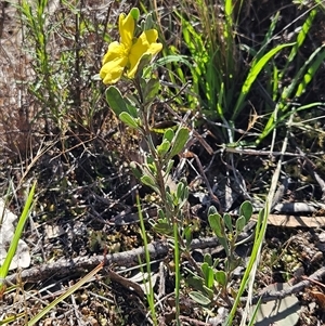 Hibbertia obtusifolia at Hawker, ACT - 8 Dec 2024