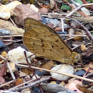 Heteronympha merope (Common Brown Butterfly) at Goulburn, NSW by trevorpreston