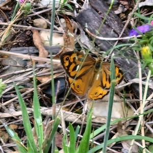 Heteronympha merope at Goulburn, NSW - 7 Dec 2024 10:47 AM