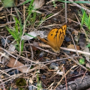 Heteronympha merope at Goulburn, NSW - 7 Dec 2024 10:47 AM