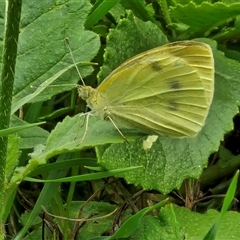 Pieris rapae (Cabbage White) at Goulburn, NSW - 7 Dec 2024 by trevorpreston