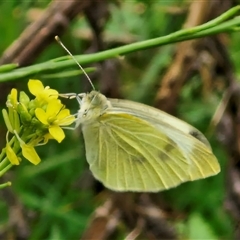 Pieris rapae at Goulburn, NSW - 7 Dec 2024