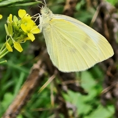 Pieris rapae at Goulburn, NSW - 7 Dec 2024