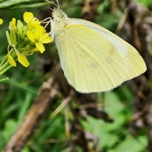 Pieris rapae at Goulburn, NSW - 7 Dec 2024