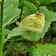 Pieris rapae at Goulburn, NSW - 7 Dec 2024