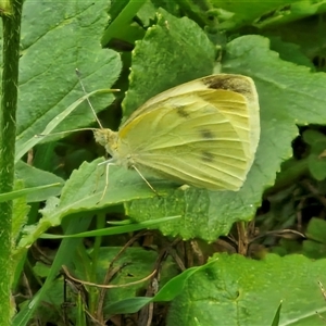 Pieris rapae at Goulburn, NSW - 7 Dec 2024