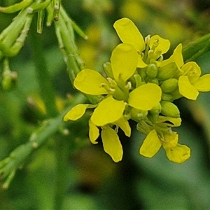 Hirschfeldia incana (Buchan Weed) at Goulburn, NSW by trevorpreston