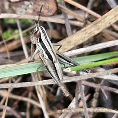 Macrotona australis (Common Macrotona Grasshopper) at Goulburn, NSW - 7 Dec 2024 by trevorpreston