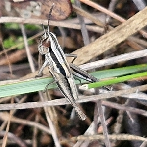 Macrotona australis (Common Macrotona Grasshopper) at Goulburn, NSW by trevorpreston