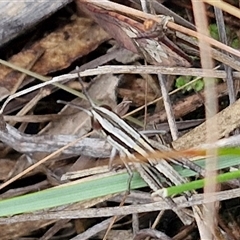 Macrotona australis at Goulburn, NSW - 7 Dec 2024 10:38 AM