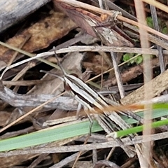 Macrotona australis at Goulburn, NSW - 7 Dec 2024