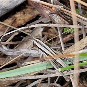 Macrotona australis at Goulburn, NSW - 7 Dec 2024 10:38 AM