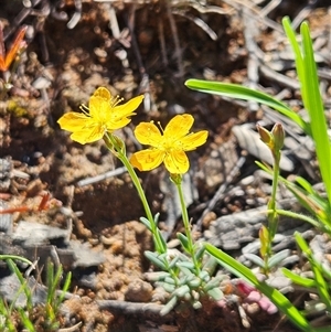 Hypericum gramineum (Small St Johns Wort) at Hawker, ACT by sangio7