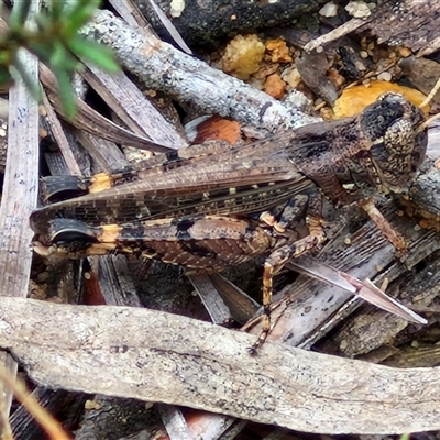 Unidentified Grasshopper (several families) at Goulburn, NSW - 6 Dec 2024 by trevorpreston