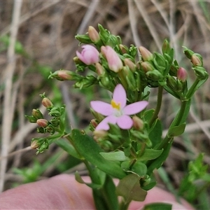 Centaurium erythraea at Goulburn, NSW - 7 Dec 2024 10:32 AM