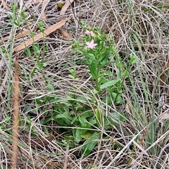 Centaurium erythraea at Goulburn, NSW - 7 Dec 2024 10:32 AM