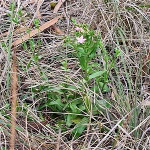 Centaurium erythraea at Goulburn, NSW - 7 Dec 2024 10:32 AM