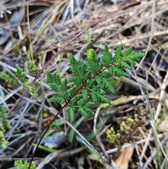 Cheilanthes sieberi subsp. sieberi (Mulga Rock Fern) at Hawker, ACT - 8 Dec 2024 by sangio7