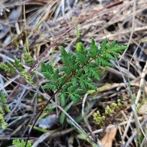 Cheilanthes sieberi subsp. sieberi at Hawker, ACT - 8 Dec 2024 09:41 AM