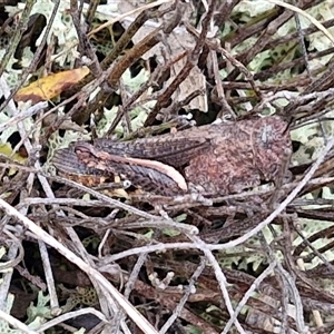 Cirphula pyrrhocnemis (Variable Cirphula) at Goulburn, NSW by trevorpreston