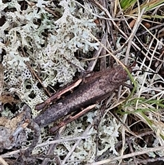 Cirphula pyrrhocnemis at Goulburn, NSW - 7 Dec 2024 10:27 AM