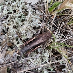 Cirphula pyrrhocnemis at Goulburn, NSW - 7 Dec 2024 10:27 AM