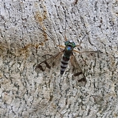 Unidentified True fly (Diptera) at Goulburn, NSW - 6 Dec 2024 by trevorpreston