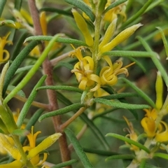 Persoonia mollis subsp. livens at Goulburn, NSW - 7 Dec 2024 by trevorpreston