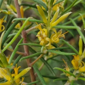 Persoonia mollis subsp. livens at Goulburn, NSW - 7 Dec 2024