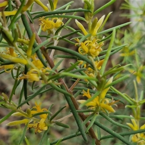 Persoonia mollis subsp. livens at Goulburn, NSW - 7 Dec 2024