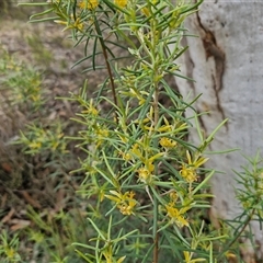 Persoonia mollis subsp. livens at Goulburn, NSW - 7 Dec 2024