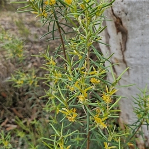 Persoonia mollis subsp. livens at Goulburn, NSW - 7 Dec 2024