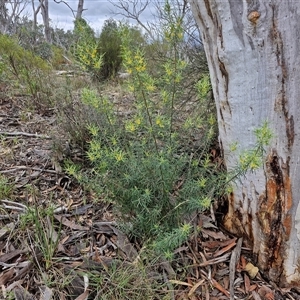 Persoonia mollis subsp. livens at Goulburn, NSW - 7 Dec 2024