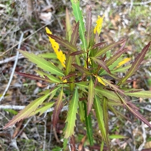 Lomatia myricoides at Harolds Cross, NSW - 7 Dec 2024