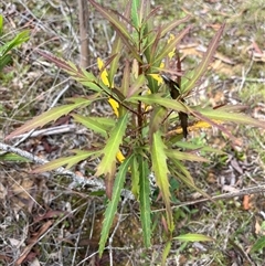 Lomatia myricoides at Harolds Cross, NSW - 7 Dec 2024