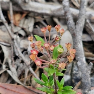 Pomax umbellata (A Pomax) at Goulburn, NSW by trevorpreston