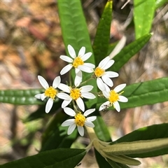 Olearia lirata (Snowy Daisybush) at Harolds Cross, NSW - 7 Dec 2024 by courtneyb