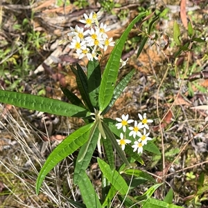 Olearia lirata at Harolds Cross, NSW - 7 Dec 2024 11:25 AM