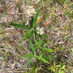 Olearia lirata at Harolds Cross, NSW - 7 Dec 2024 11:25 AM