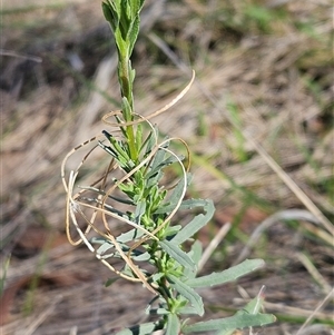 Epilobium billardiereanum subsp. cinereum (Hairy Willow Herb) at Hawker, ACT by sangio7