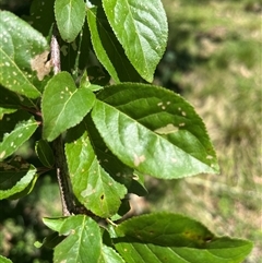 Prunus sp. (A Plum) at Harolds Cross, NSW - 8 Dec 2024 by courtneyb