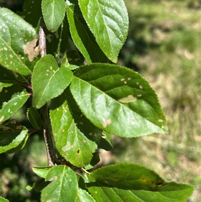 Prunus sp. (A Plum) at Harolds Cross, NSW - 8 Dec 2024 by courtneyb