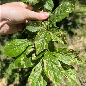 Prunus sp. at Harolds Cross, NSW - 8 Dec 2024