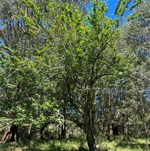 Prunus sp. at Harolds Cross, NSW - 8 Dec 2024