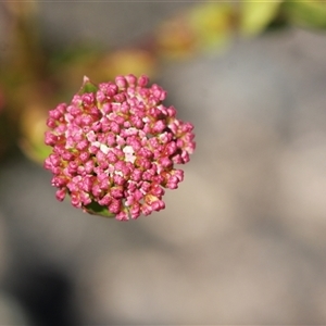 Platysace lanceolata at Tharwa, ACT - 8 Dec 2024 02:07 PM