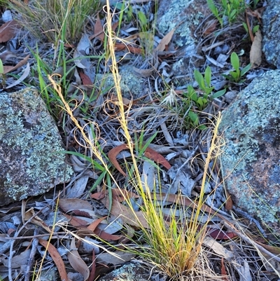 Austrostipa scabra (Corkscrew Grass, Slender Speargrass) at Hawker, ACT - 7 Dec 2024 by sangio7