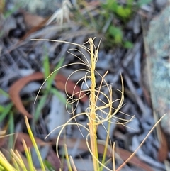 Austrostipa scabra at Hawker, ACT - 8 Dec 2024 10:09 AM