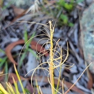 Austrostipa scabra at Hawker, ACT - 8 Dec 2024 10:09 AM