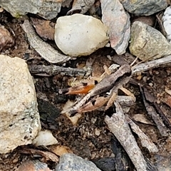 Phaulacridium vittatum at Goulburn, NSW - 7 Dec 2024 10:25 AM
